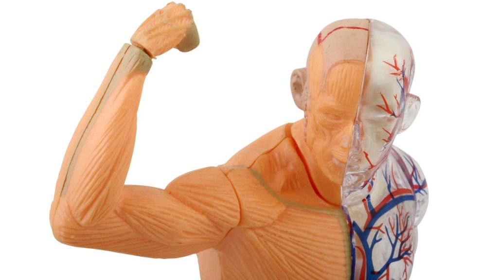 sigara kas gelişimini etkiler mi