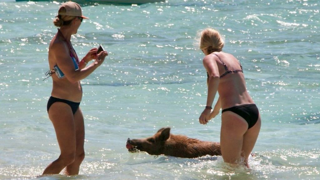 Bahamalar Pig Beach'te denizde yüzen domuzlar